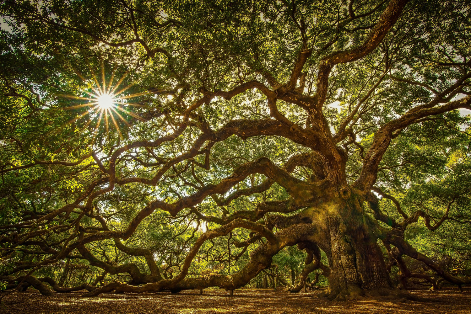 oak tree