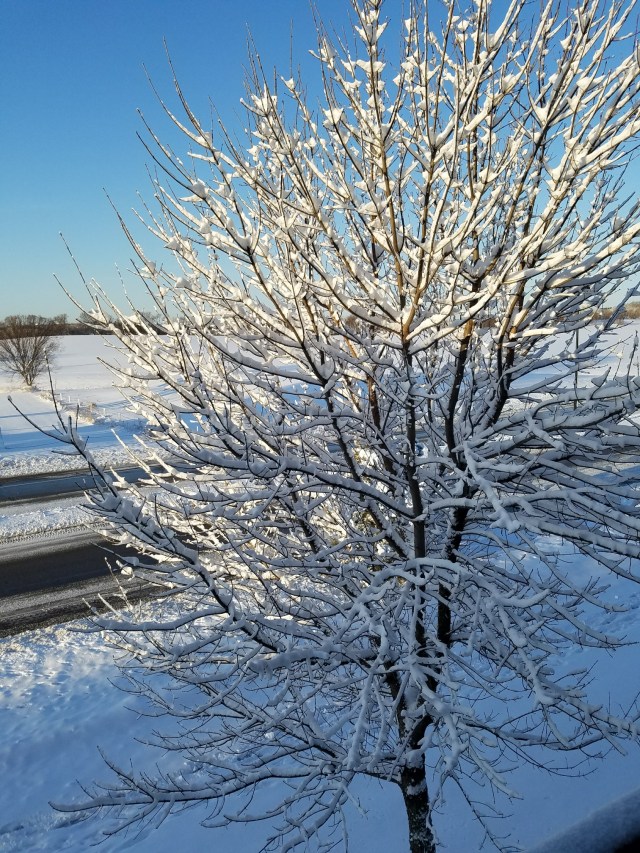 20180419_065336_resized