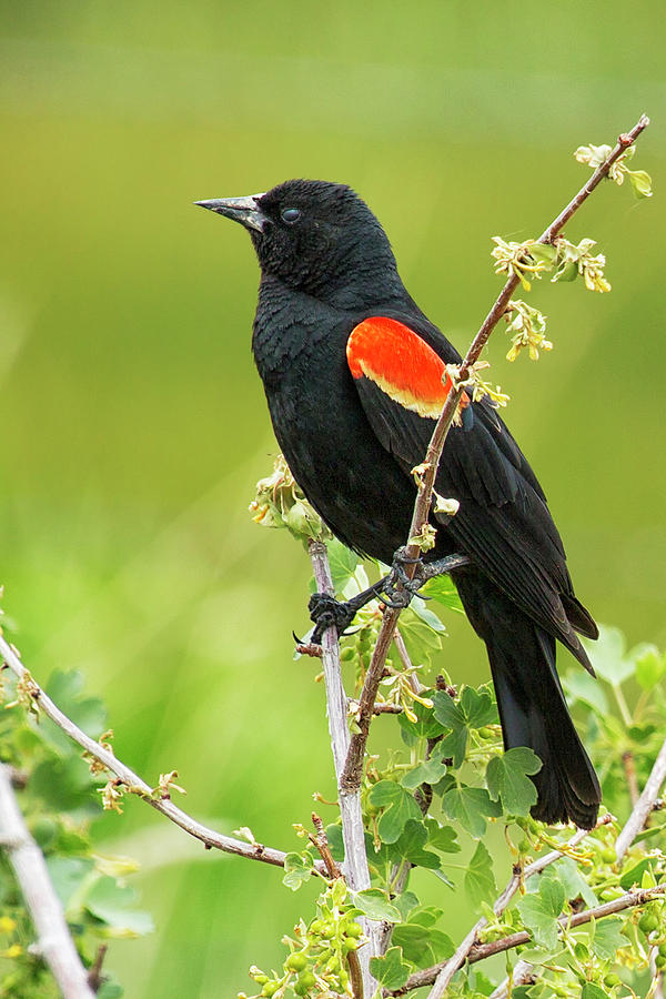 Red Wing Blackbird
