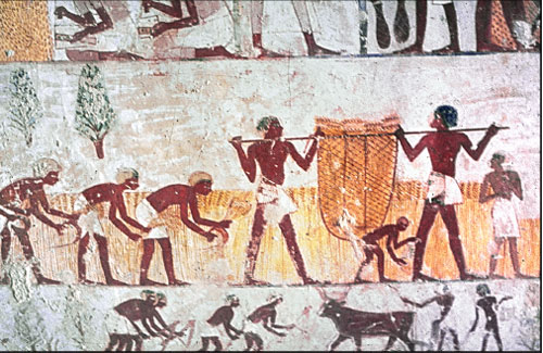 Egyptian workers harvesting grain c1420BCE